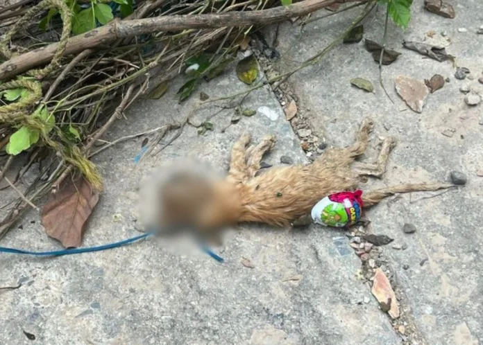El Ministerio Público investiga la muerte de varios gatos que fueron encontrados ahorcados con cordones sobre una quebrada en el sector La Victoria de Barquisimeto, en Lara. - TUFLASHNEWS